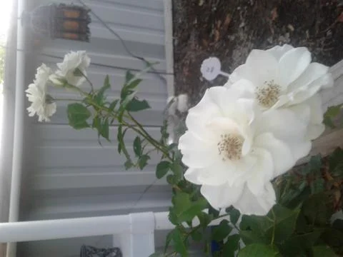 White Rose 1 Stock-Fotos