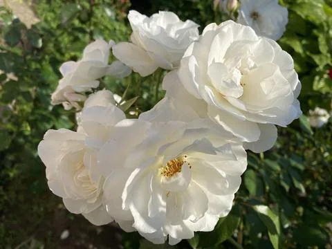 White rose 1 Stock Photos