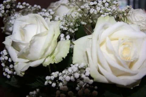 White Rose 2 스톡 사진