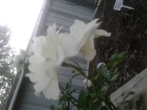 White Rose 2 Stock-Fotos