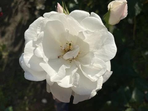 White rose 2 Stock Photos