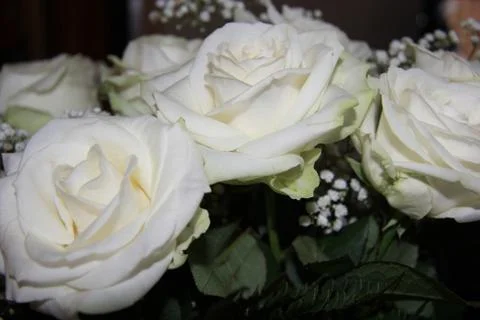 White Rose 3 스톡 사진