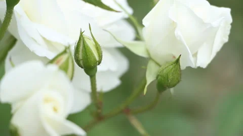 A white rose and its unopened buds Stock Footage 245744326