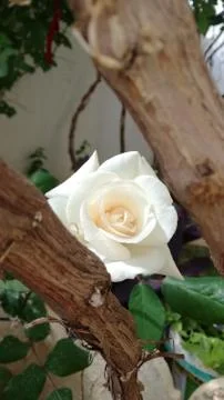 White Rose and Tree Stock Photos