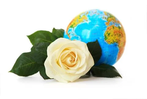 White rose on a background of the globe. 스톡 사진