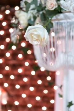 White Rose on a background of light effects Stock Photos