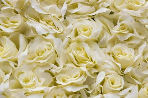 White rose background Stock Photos