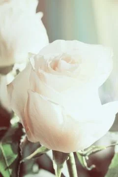 White rose background Foto stock