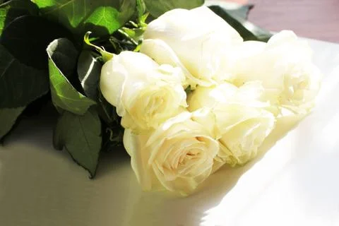 White rose background Stock Photos