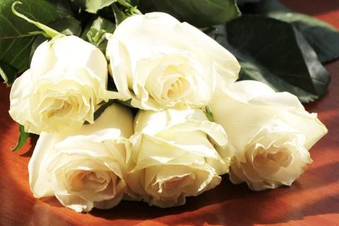 White rose background Stock Photos