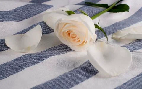 White rose on background Stock Photos