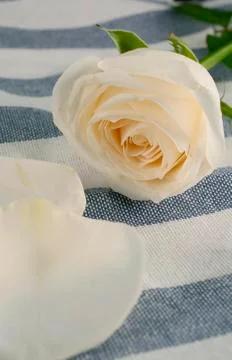 White rose on background Stock Photos