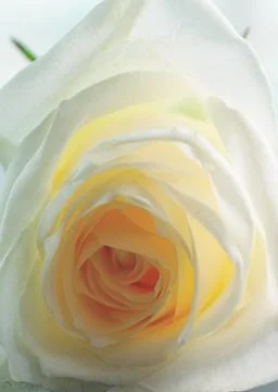 White rose on background Stock Photos