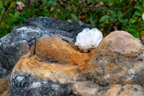 White rose between red brown stones Stock Photos