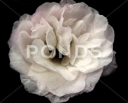 White rose with black background Stock Photos