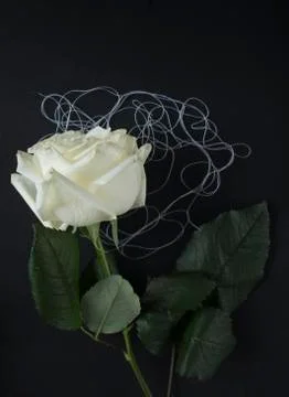 White rose on black background Stock Photos