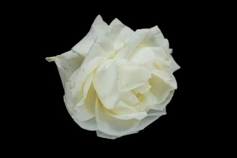 White rose on black background Foto stock