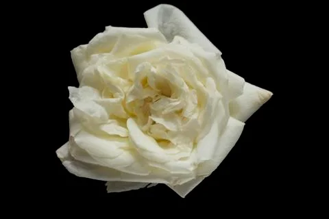 White rose on black background Stock Photos