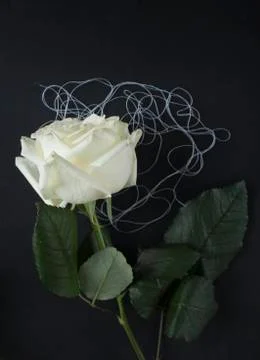 White rose on black background Stock Photos