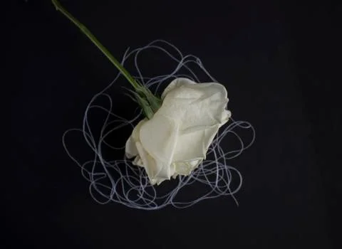 White rose on black background Foto stock