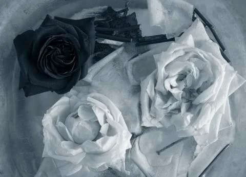 White rose on black background Stock Photos