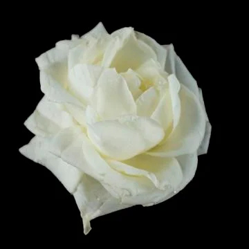 White rose on black background Stock Photos