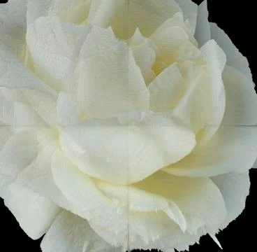 White rose on black background Stock Photos
