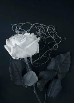 White rose on black background Stock Photos