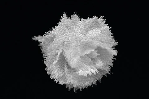 White rose on black background Stock Photos