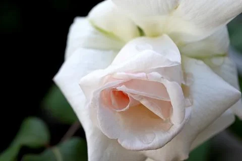 White rose on black background Foto stock