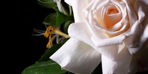 White rose on black background Foto stock