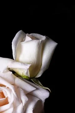 White rose on black background Foto stock