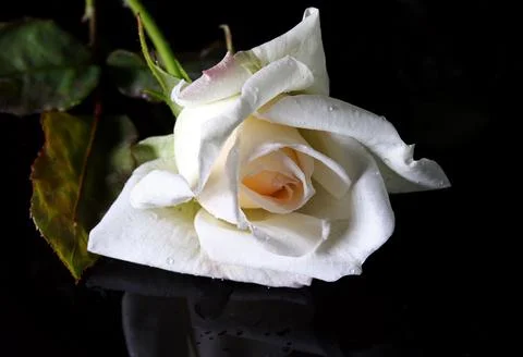 White rose on black background Foto stock