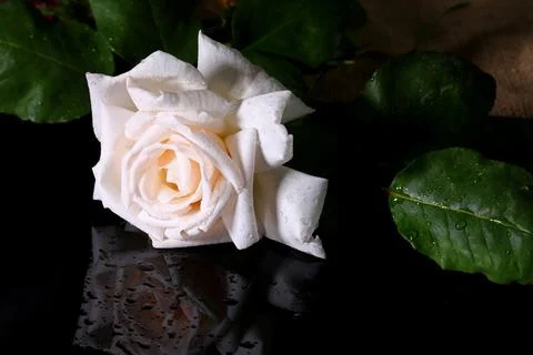 White rose on black background Foto stock