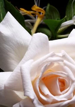 White rose on black background Foto stock