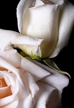White rose on black background Foto stock