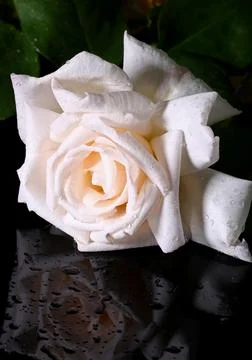 White rose on black background Foto stock