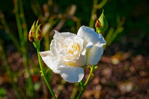 White rose in bloom between two buds in the summer sun Stock Photos