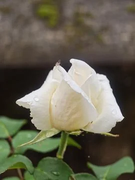 White Rose Bloom with Dew Drops and a Small Fly Фото
