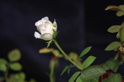 White rose in bloom Foto stock