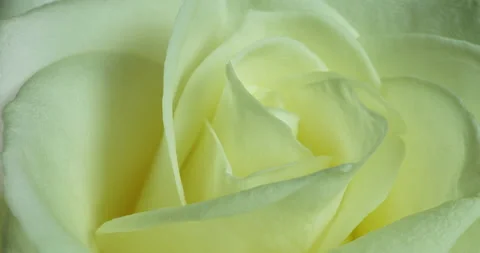 White rose bloom in time lapse. Delicate rose bloom on a black background Stock Footage 146992241