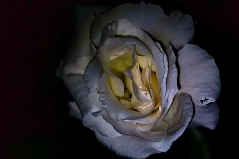 White rose in bloom under a direct light with black background seen up close Stock Photos