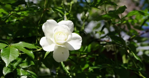 White rose blooming 4K, close, prores hq Stock Footage 51022068