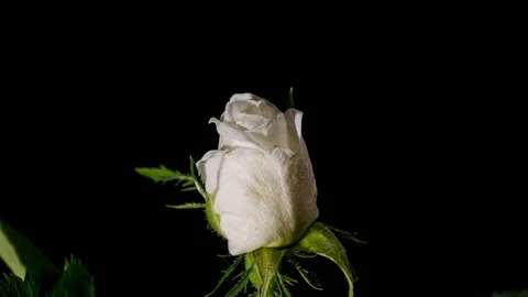 White rose blooming Stock Footage 109222837