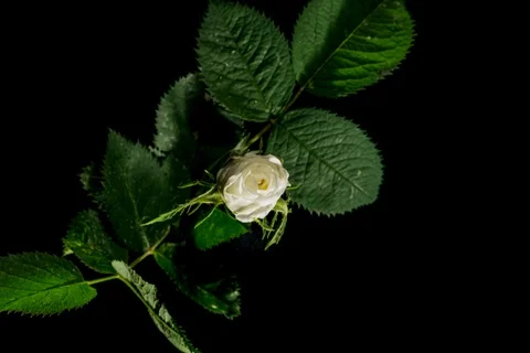 White rose blooming Видео 109224414
