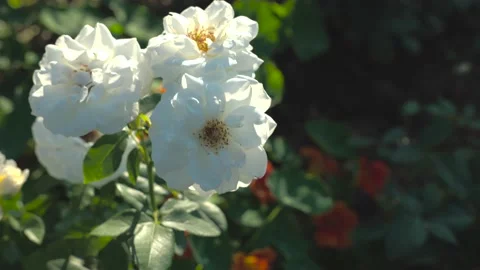 White rose blown by the wind Stock Footage 158813752