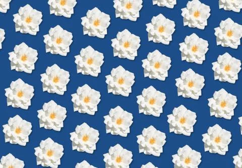 White Rose on blue as a background Stock Photos