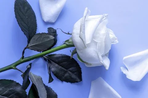 White rose on a blue background Stock Photos