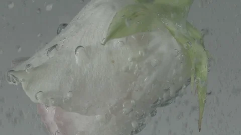 White Rose in Bubbling Water Closeup Stock Footage 77774005