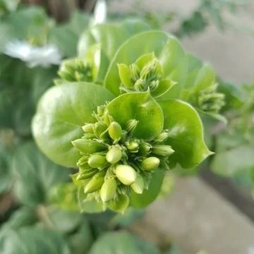 White rose buds 스톡 사진
